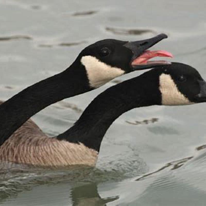 Why are snow geese a problem?