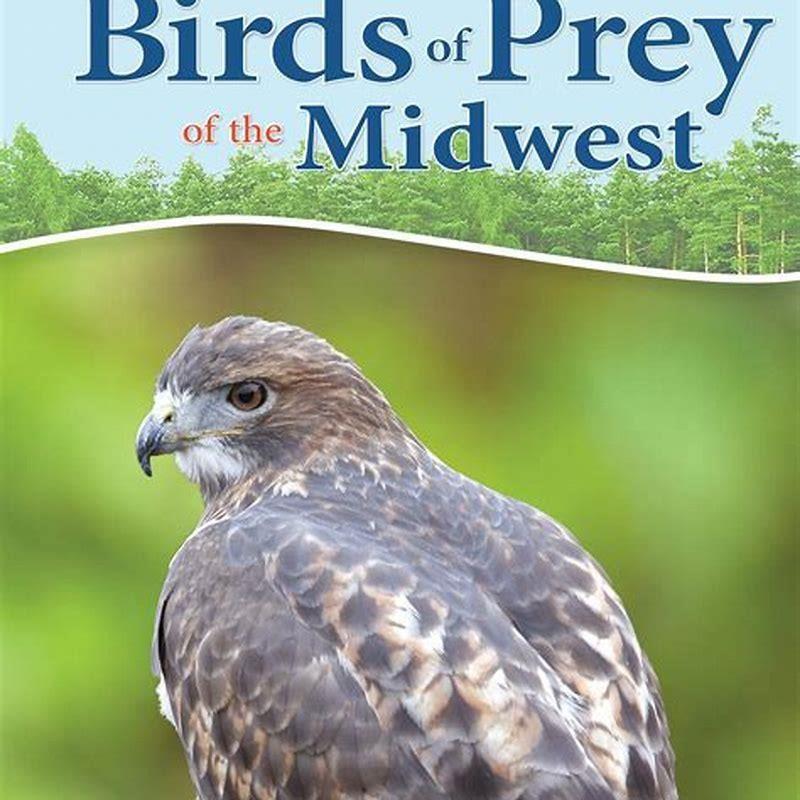 Why Are Some Birds Called Birds Of Prey DIY Seattle