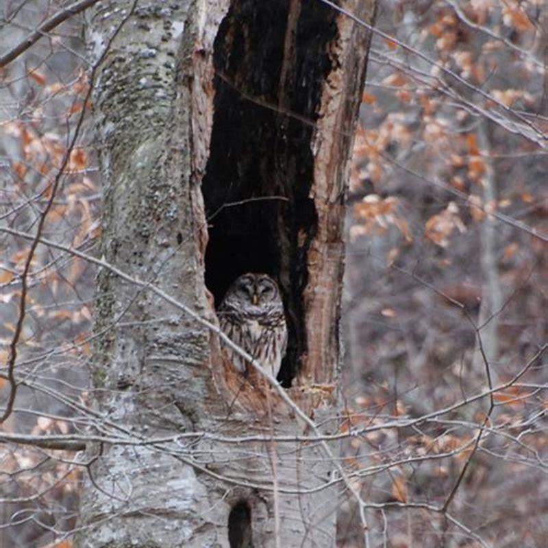 Why are spotted owls so important? - DIY Seattle