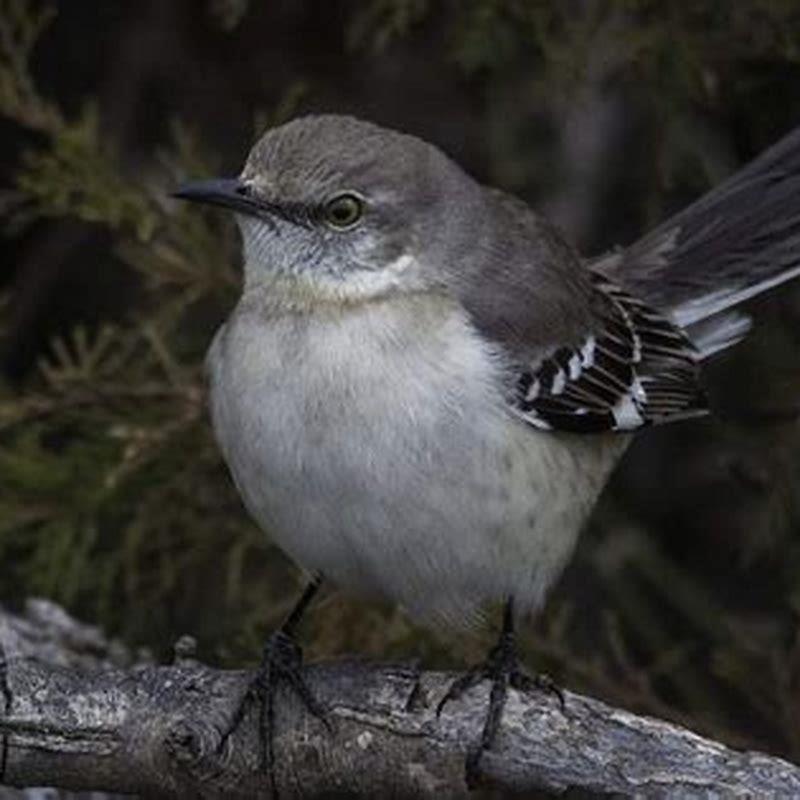 Why are the birds chirping at night? - DIY Seattle