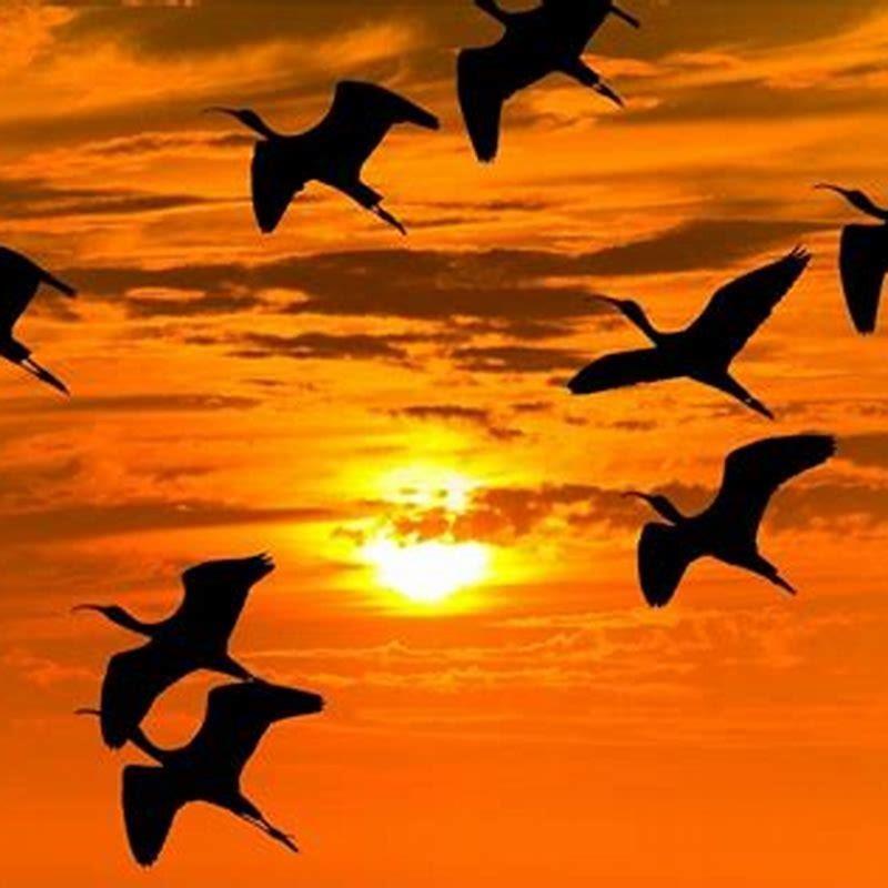 List 91+ Pictures why are the birds flying around crazy Full HD, 2k, 4k