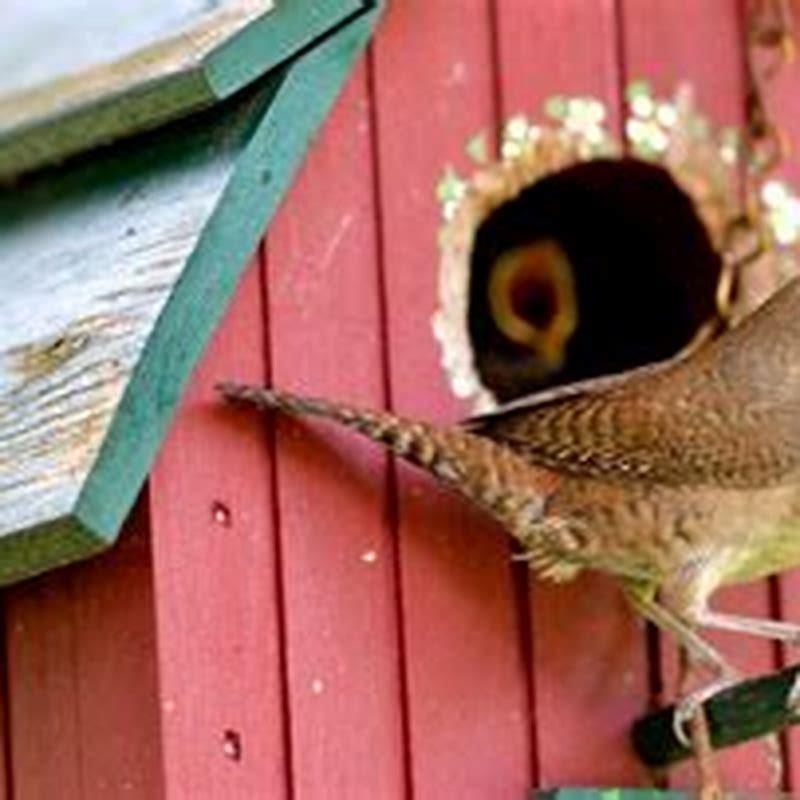 Why are they called House Wrens? DIY Seattle