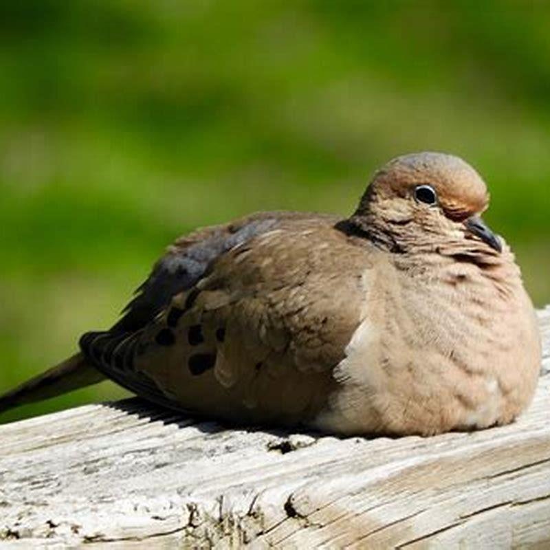 Why Are Mourning Doves Called Rain Doves