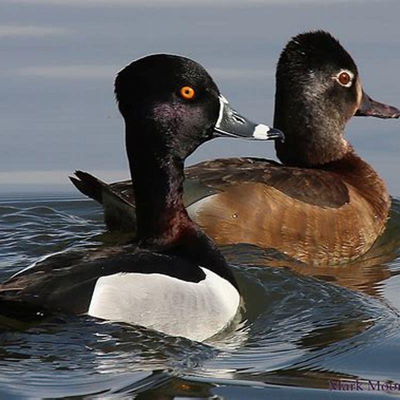 Why are they called Ring-necked Ducks?