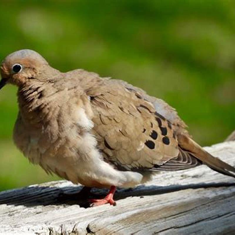 Why Are They Called Two Turtle Doves