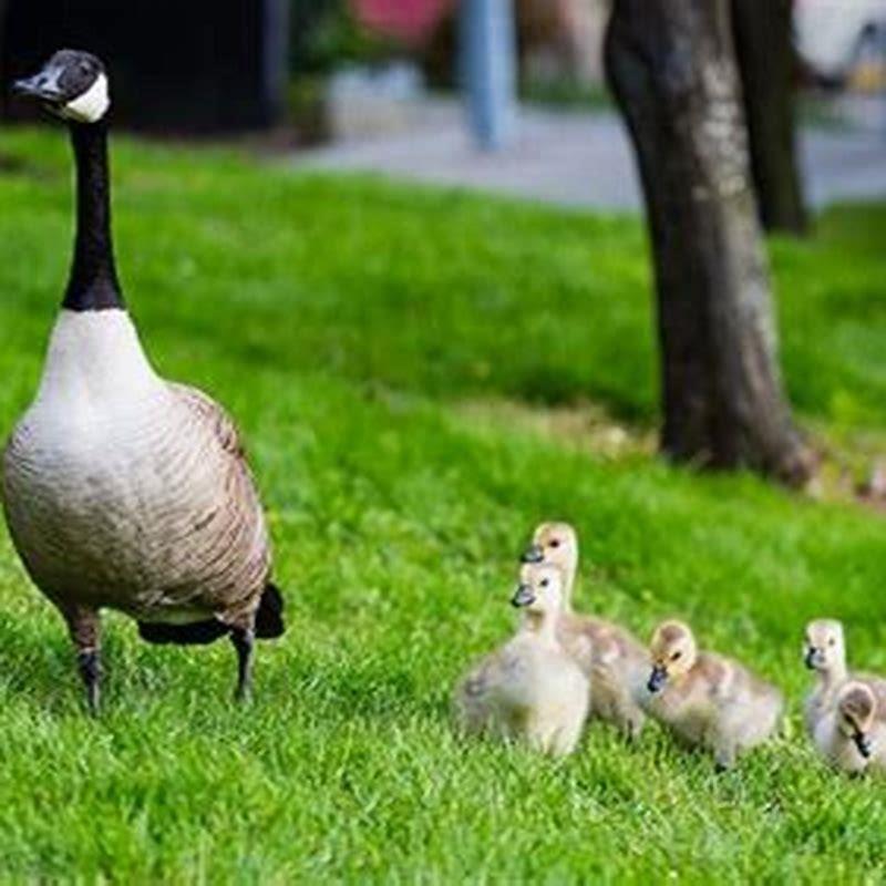 Why are they called whistling ducks?