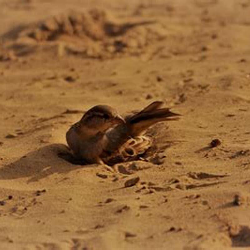 Why do birds Bath in soil?