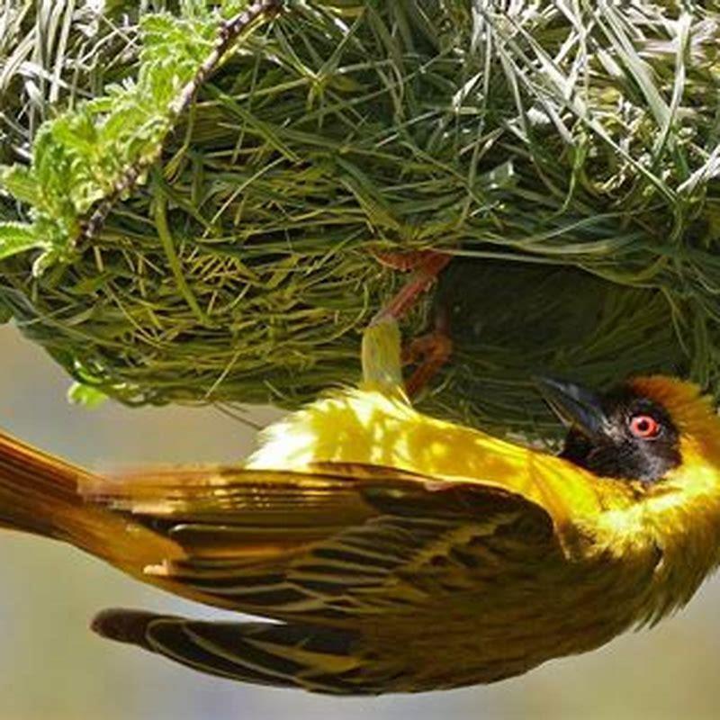Why do birds build their nests in spring?