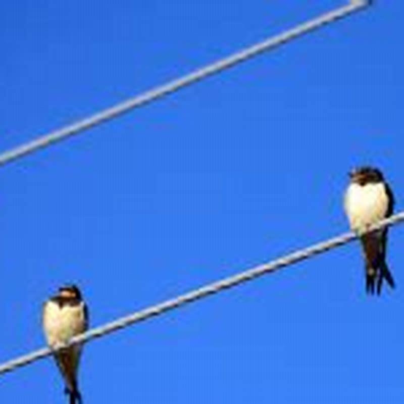 Collection 30+ Stock Images why do birds line up on telephone wires Excellent