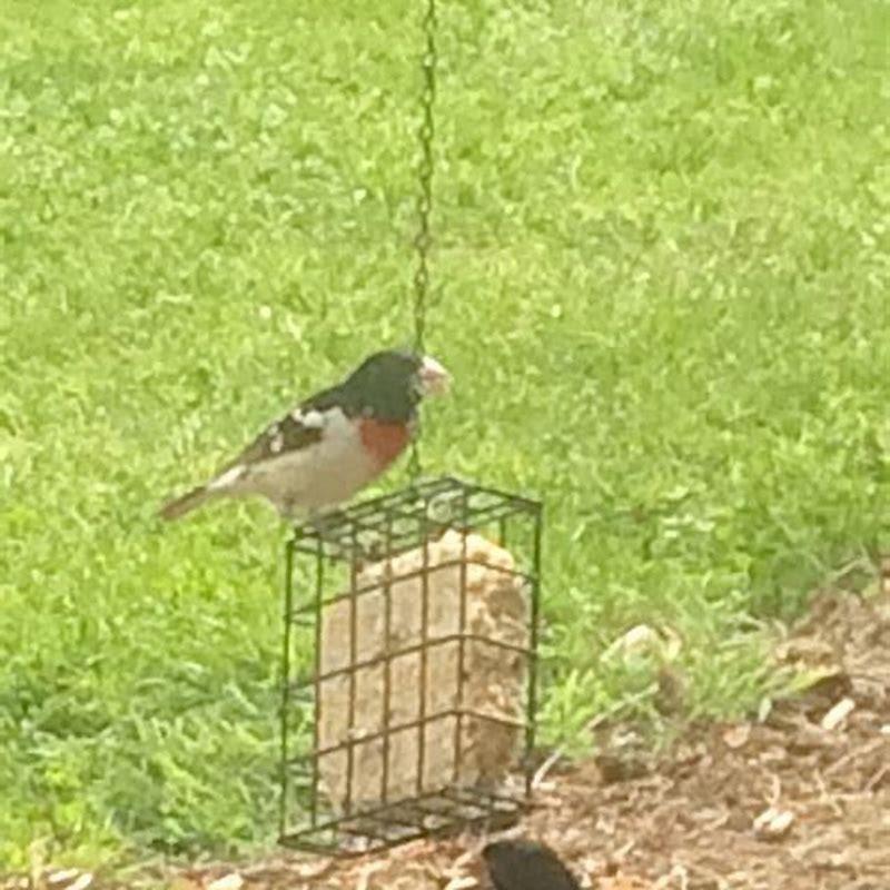 why-do-birds-keep-eating-my-lawn-diy-seattle