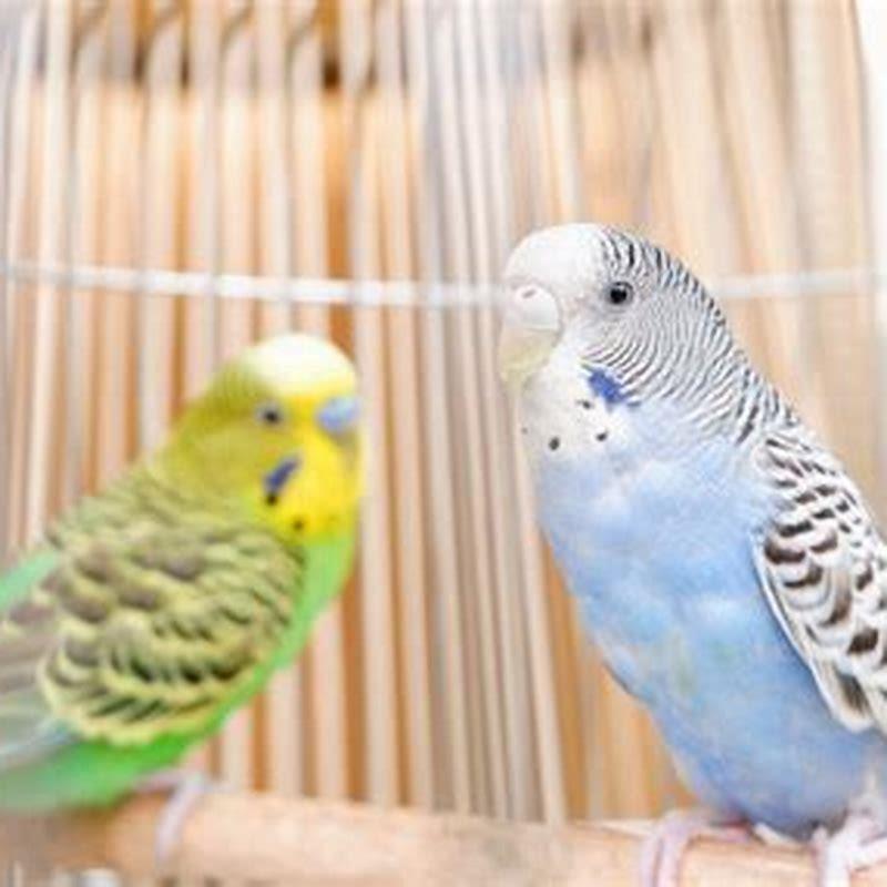 Why do birds live so long Reddit?