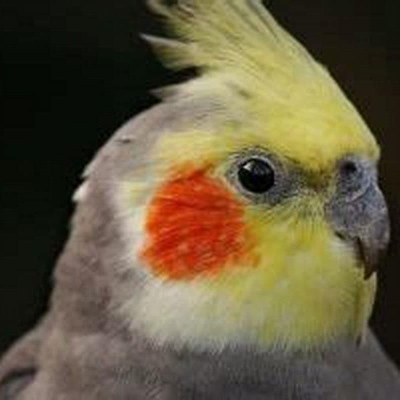 Why do birds make crying noise?