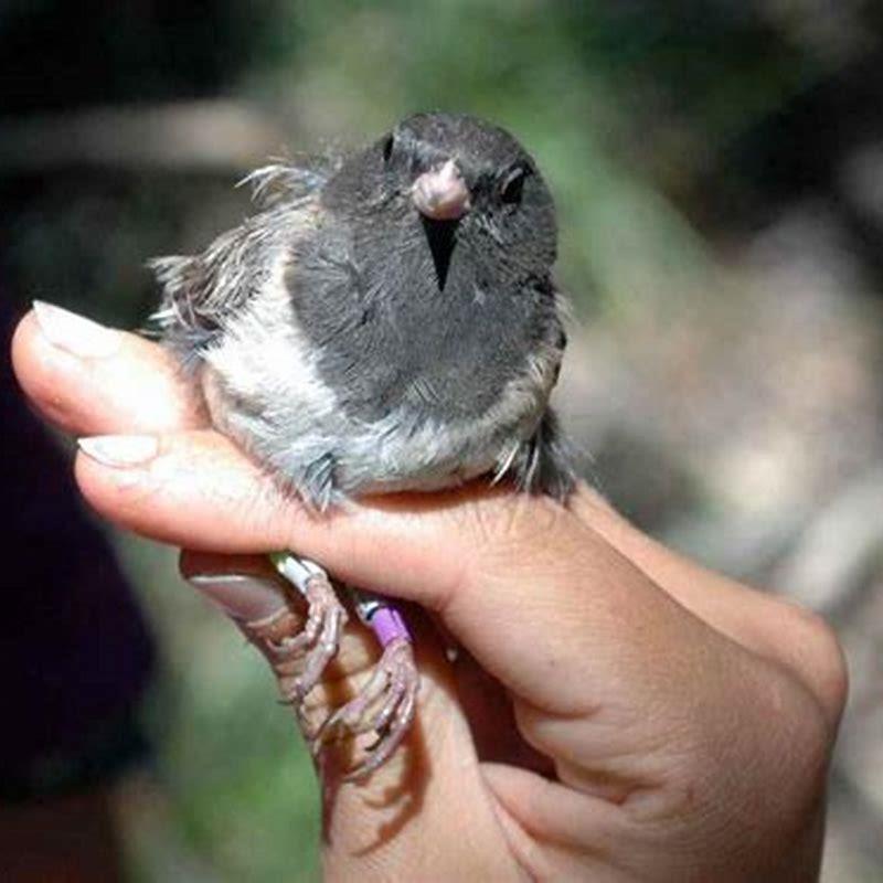 why-do-birds-move-their-head-up-and-down-diy-seattle