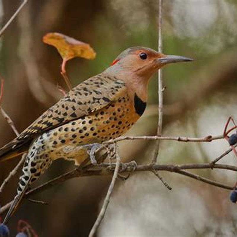 why-do-birds-peck-their-beaks-diy-seattle