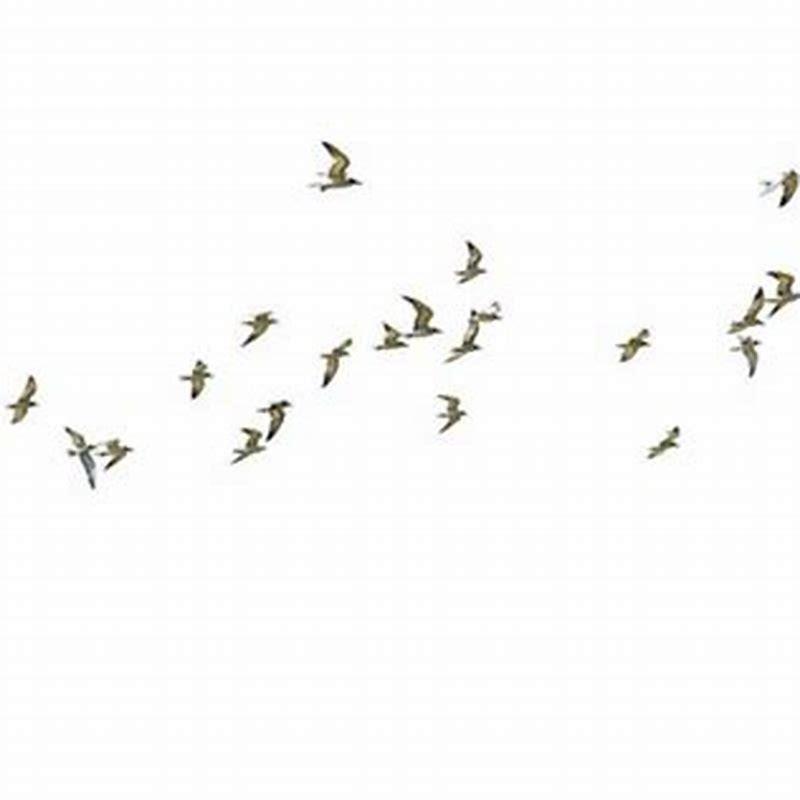 Why Do Birds Poop Before They Fly DIY Seattle