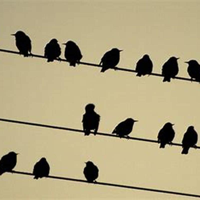 why-do-birds-sit-on-power-lines-facing-the-same-way-diy-seattle