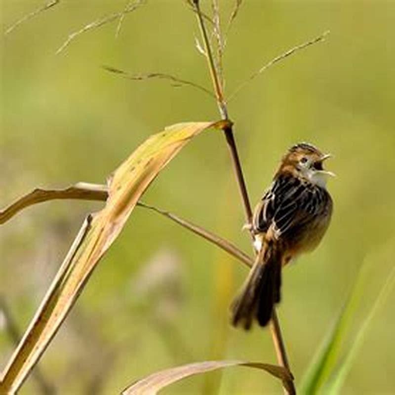 Why do birds start chirping before sunrise? - DIY Seattle