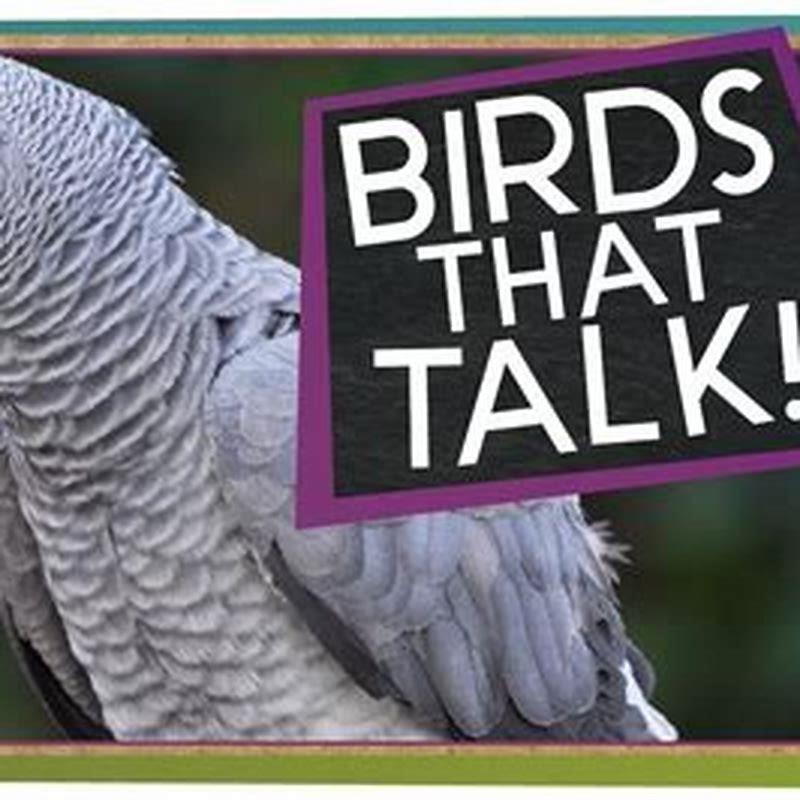 do birds talk to each other