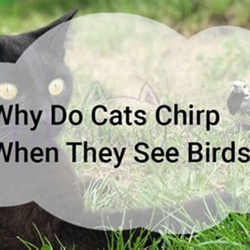 Why do cats chirp like birds? - DIY Seattle