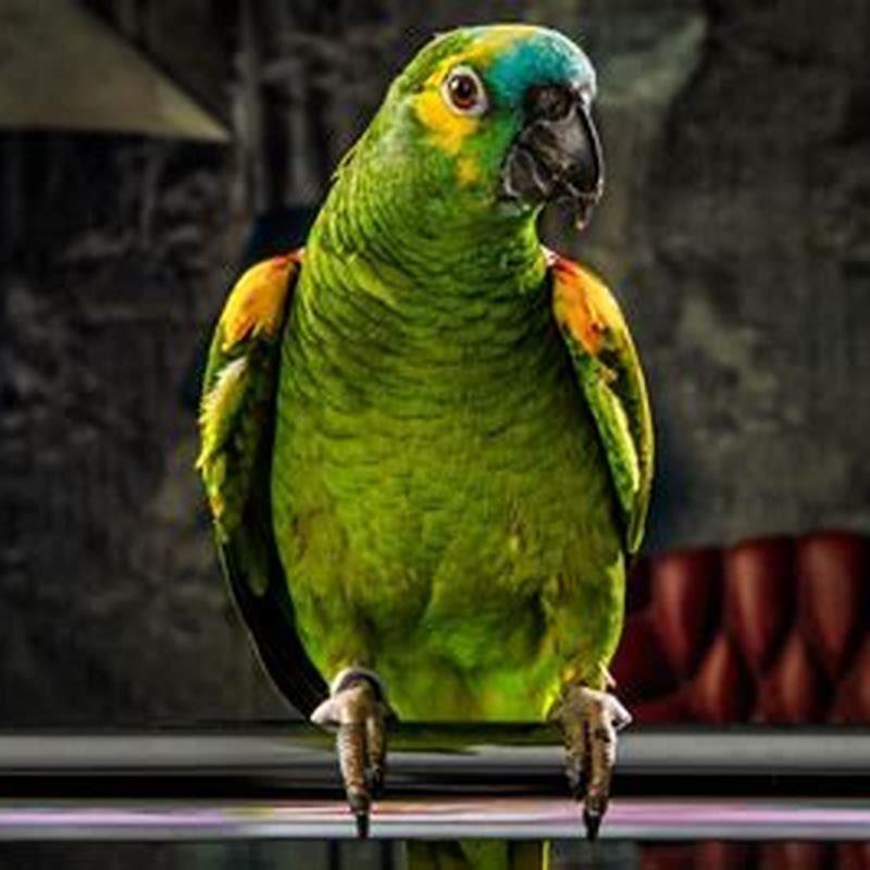 Why do GREY parrots live so long?