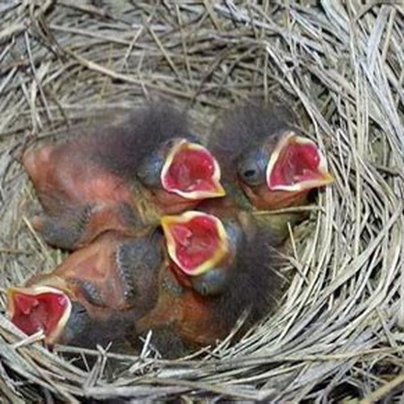 Why do mama birds abandon their babies? - DIY Seattle