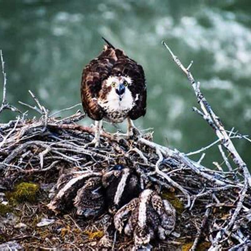 How Do Birds Clean Poop Out Of Nest