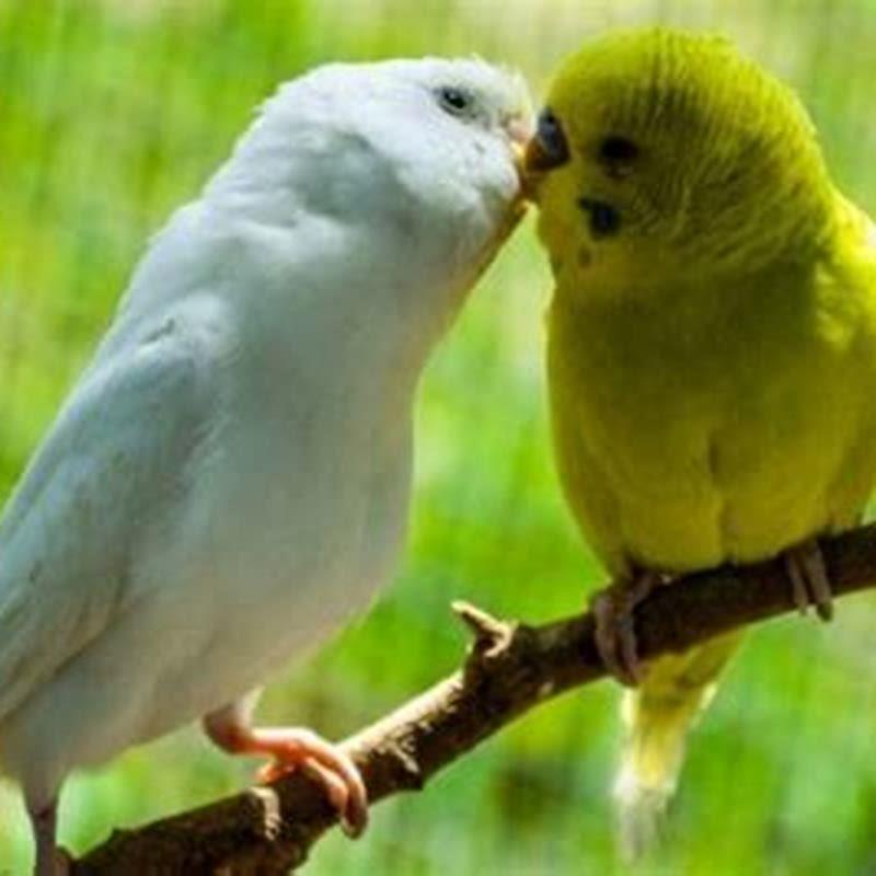 Why do my budgies peck each other's beaks? - DIY Seattle