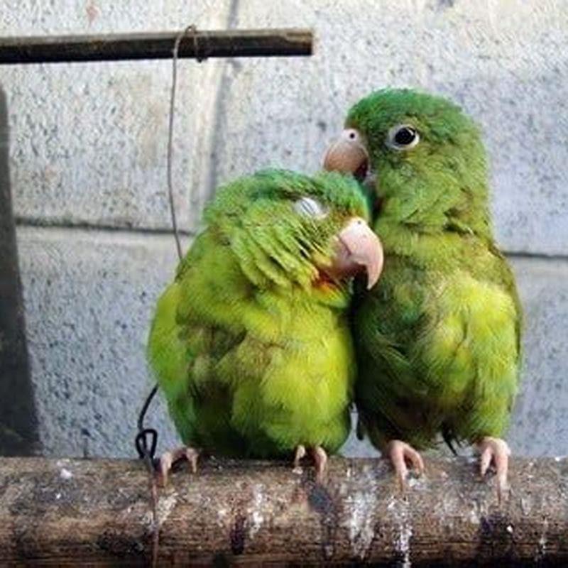 Why do parrots bite each other’s beaks?