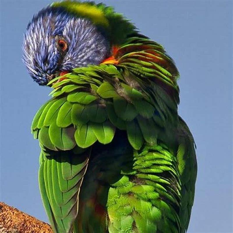 Why do parrots preen you?