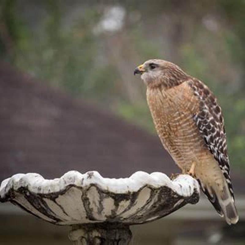 Why do small birds follow a hawk?