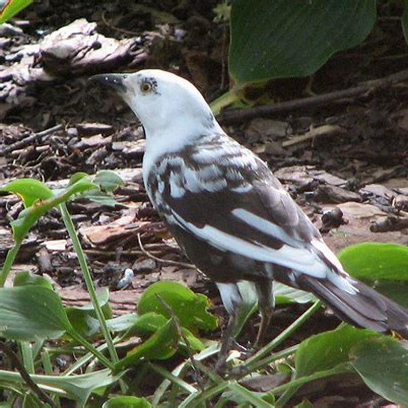 why-do-some-birds-have-white-feathers-diy-seattle