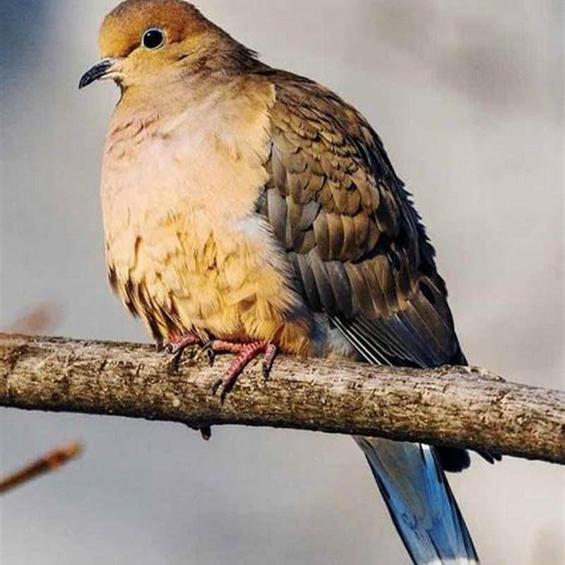 why-do-they-call-it-a-mourning-dove-diy-seattle