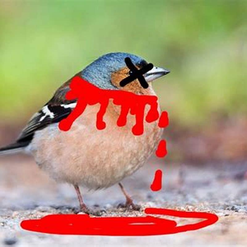Why do we never see dead birds?