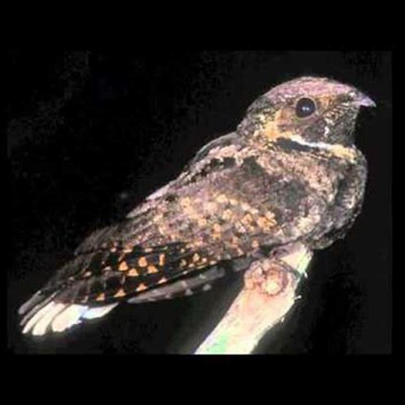 why-do-whippoorwill-call-at-night-diy-seattle