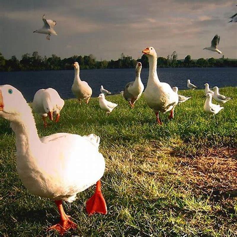 why-does-macbeth-reference-birds-geese-in-this-scene-diy-seattle