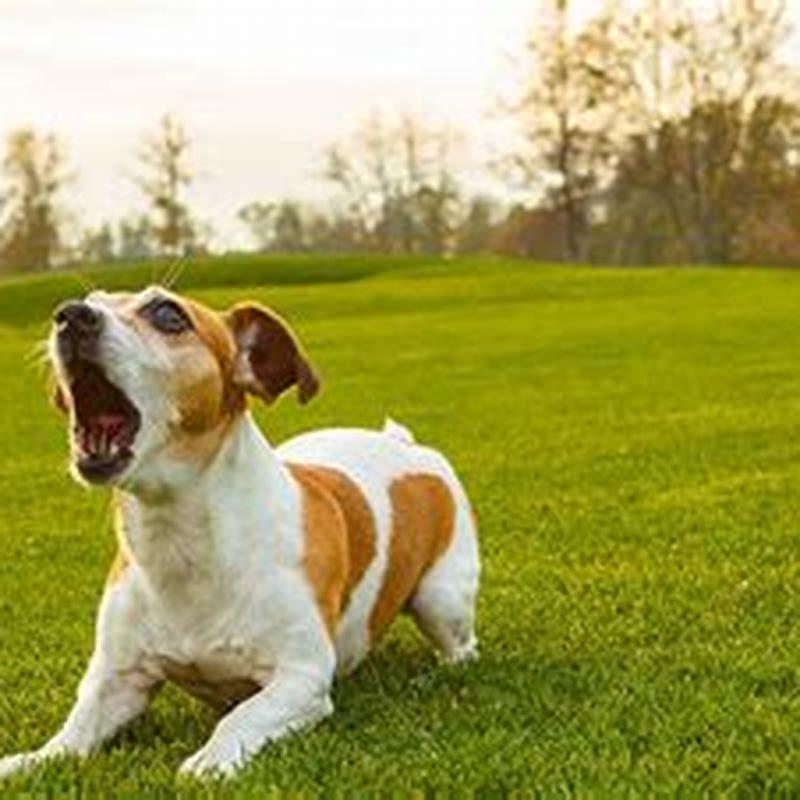 why-does-my-puppy-bark-at-birds-diy-seattle