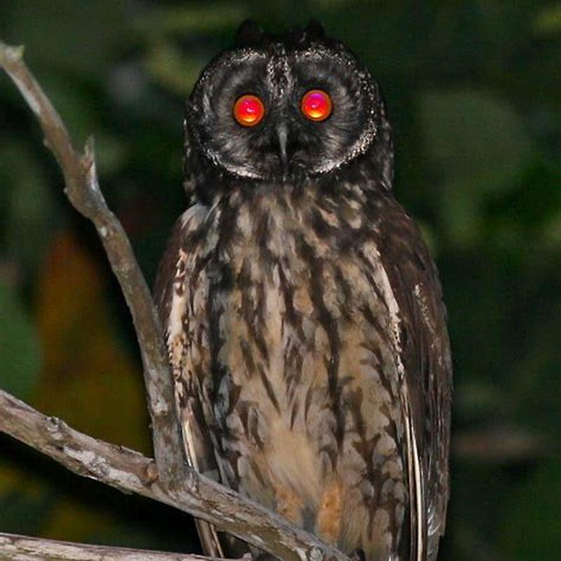 Why does the Stygian Owl have red eyes?