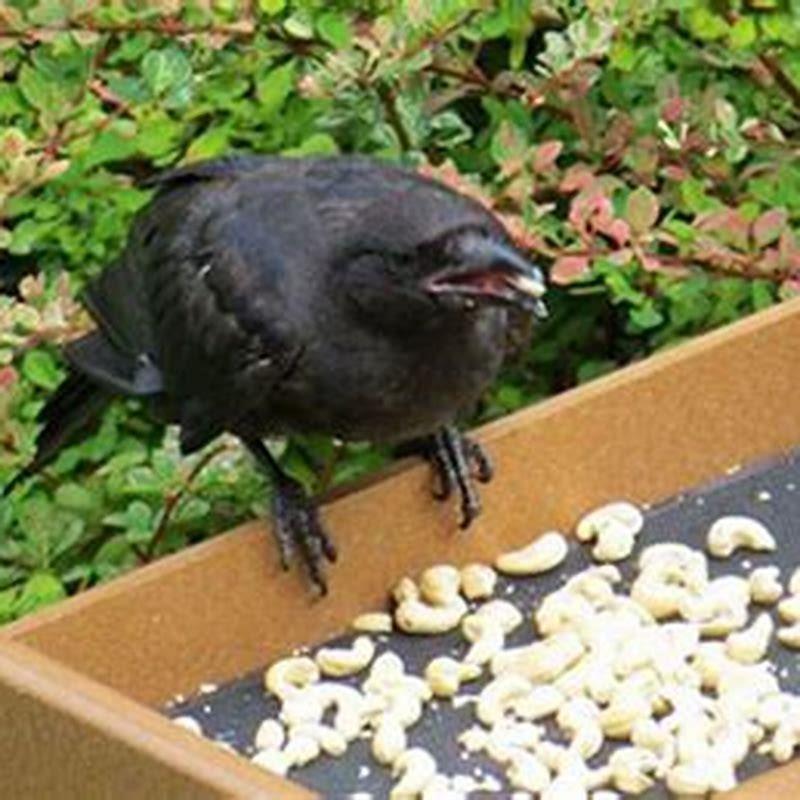 Why Gabi in the girl who gets gifts from birds started receiving gifts from crows?
