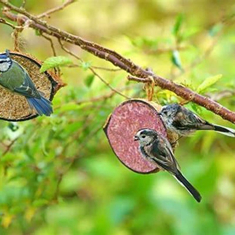 Why have all my birds disappeared?