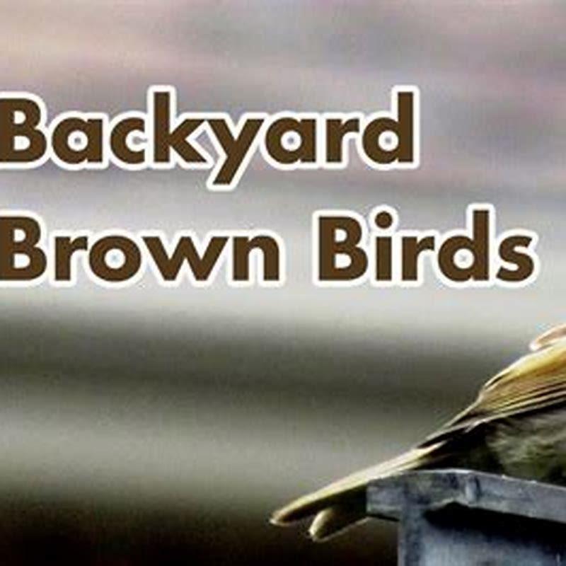 Why have birds stopped coming to my garden?