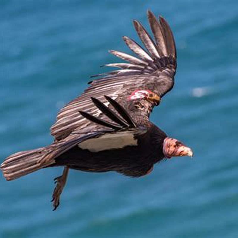 why-is-a-california-condor-an-amazing-bird-diy-seattle