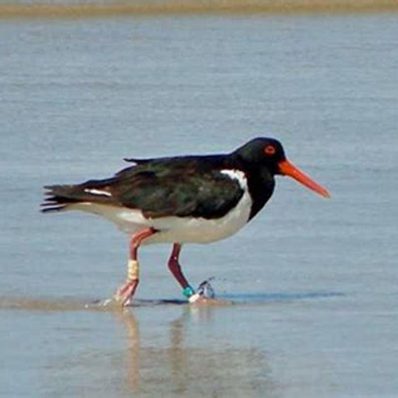 Why is an oystercatcher called an oystercatcher?