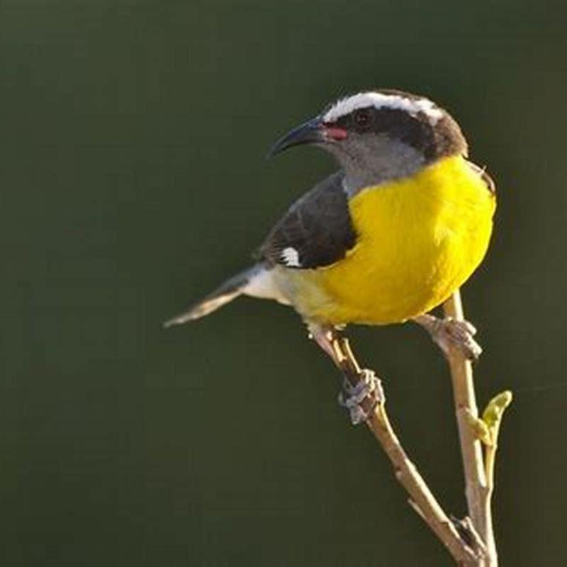 Why is it called a bananaquit?