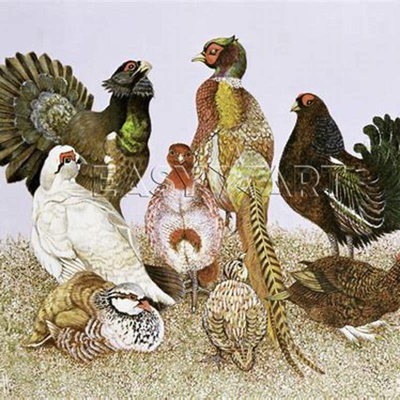 Why is it called a game bird?
