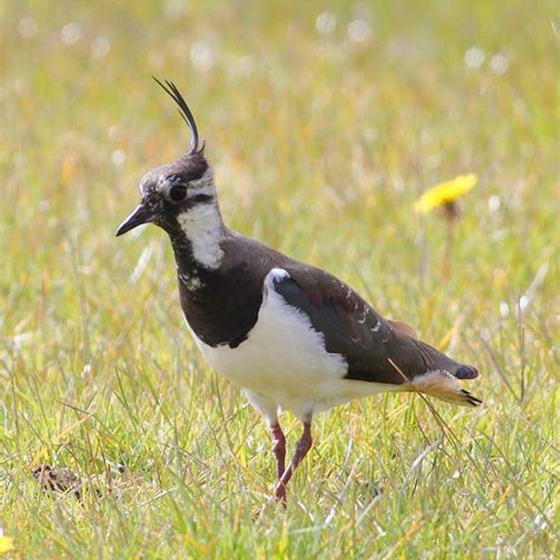 Why is it called a lapwing? - DIY Seattle