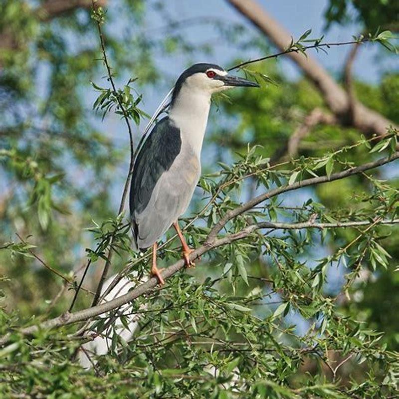 Why is it called a night heron? - DIY Seattle