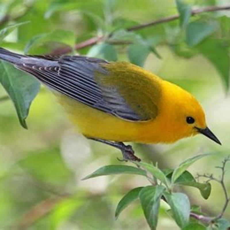 Why is it called a Prothonotary Warbler?