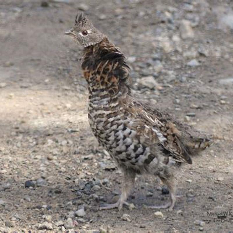 Why is it called a ruffed grouse?