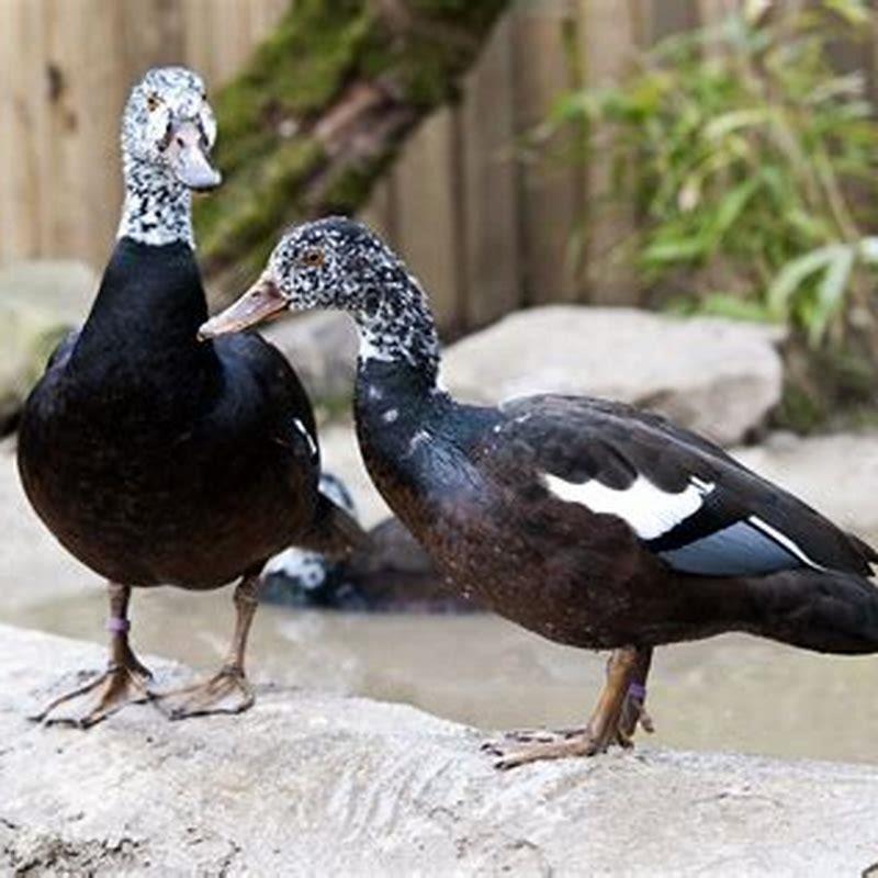 Why is it called a wood duck? - DIY Seattle