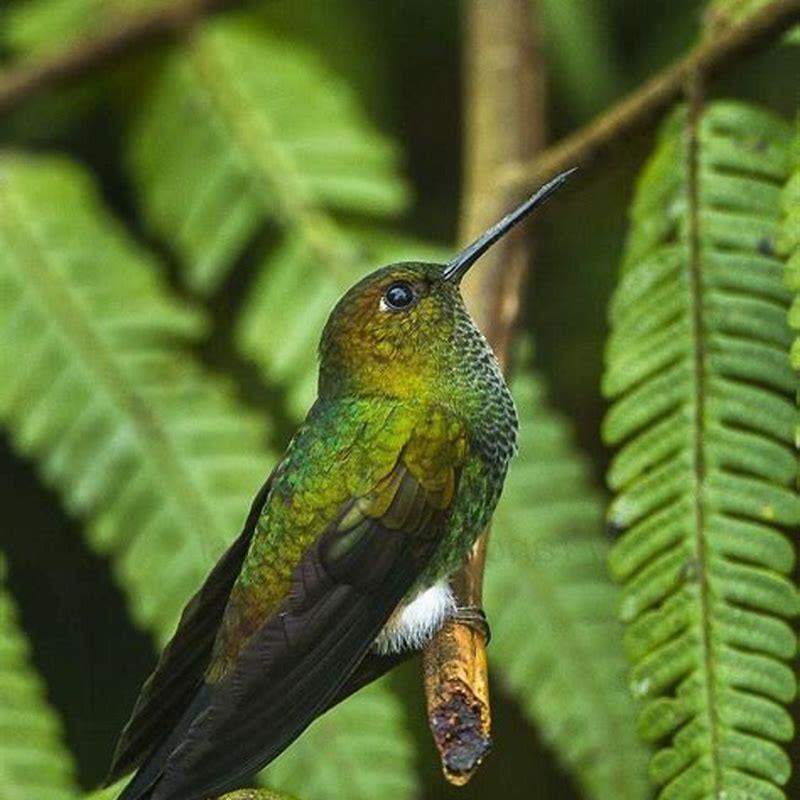 Why is it called Allen’s hummingbird?